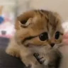 ANGST emote