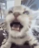 catYapping emote
