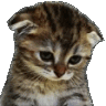 :c emote