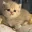 CuteKitten