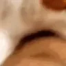 bite emote