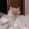 CatBanger emote