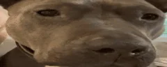 brink emote