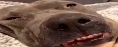 bronk emote