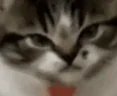 PISSED emote