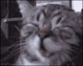 KEK emote
