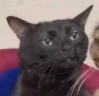 catStare emote