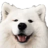 botademr emote