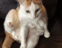 suh emote