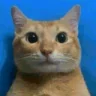 CAUGHT emote