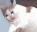 vanishCat