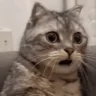 NOFUCKINGWAY emote