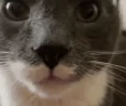 XDD emote