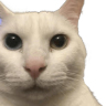 cannyCat emote