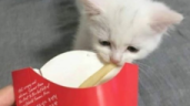 FRIES emote