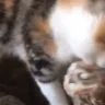 Owl emote