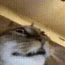 thatsCrazy emote