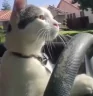 CatDrive emote