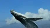 WHALE emote