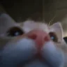 kat emote