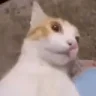 LosingSignalToTheOneOrangeBraincell emote