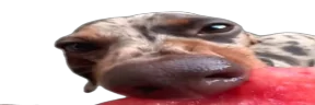 MelooooooooonDog emote