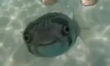 danu emote