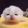 myaNepon emote