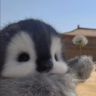 penguin emote