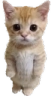 catStanding emote