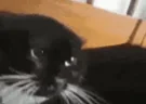 shutup emote