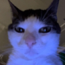 judgmentCat emote