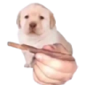 QUIERES emote