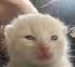 wut emote