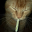 ZazaCat