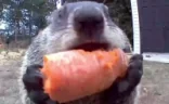 SNACKING emote