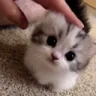 cutecatpet emote