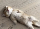 DiedOfHeat emote