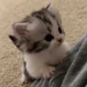 climb emote