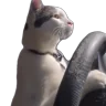 CatDriving emote