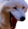 KEKWolf emote