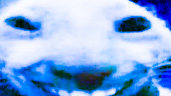 zdidi emote