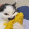 MILHO emote