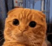 quh emote