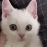 catGrr emote