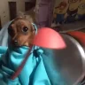 DogDink emote