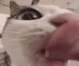 plick emote