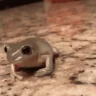 indubitably emote