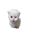 ewphop emote