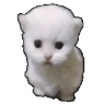 ewperload emote